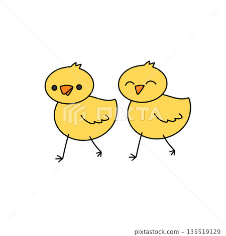 Two yellow chicks are walking together 135519129