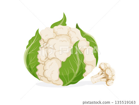 Cauliflower vegetable isolated on white background. Vector illustrator stock illustration 135519163