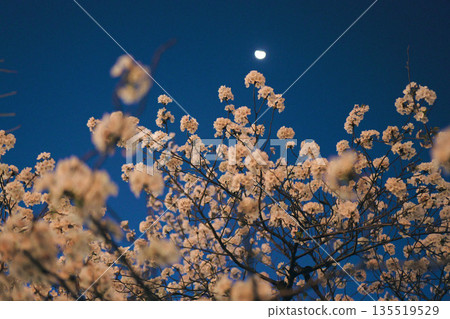 Cherry blossoms illuminated by the full moon 135519529
