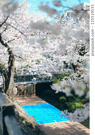 藍色的篷布等待著賞櫻，櫻花盛開。 135519535