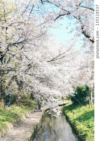 People strolling along rows of cherry blossom trees in full bloom People strolling along rows of cherry blossom trees in full bloom 135519537