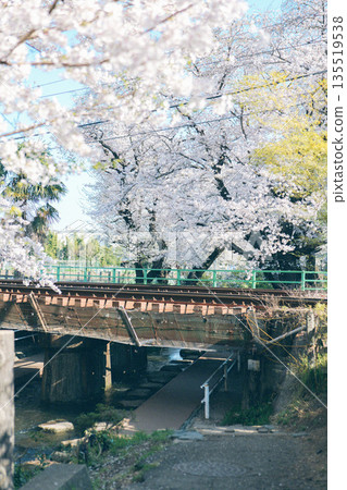 Train passing through a tunnel of cherry blossoms Train passing through a tunnel of cherry blossoms 135519538