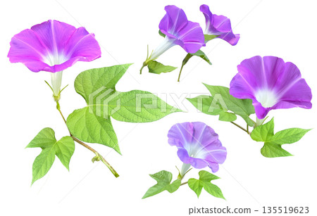 Morning glory flower cutout 135519623