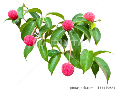 Cute cutout of a dogwood tree with red berries Cute cutout of a dogwood tree with red berries 135519624