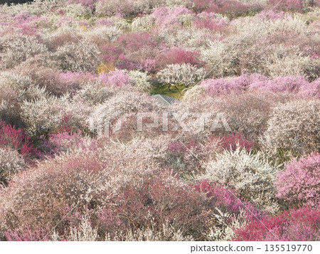 稻部梅林公園:春日里,梅花如地毯般鋪展開來,構成了一幅美麗的畫卷。這裡是三重縣著名的賞梅勝地。 稻部梅林公園:春日里,梅花如地毯般鋪展開來,構成了一幅美麗的畫卷。這裡是三重縣著名的賞梅勝地。 135519770