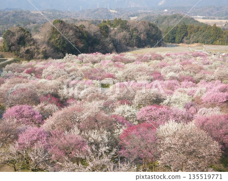 稻部梅林公園:春日里,梅花如地毯般鋪展開來,構成了一幅美麗的畫卷。這裡是三重縣著名的賞梅勝地。 稻部梅林公園:春日里,梅花如地毯般鋪展開來,構成了一幅美麗的畫卷。這裡是三重縣著名的賞梅勝地。 135519771