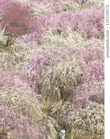 稻部梅林公園:春日里,梅花如地毯般鋪展開來,構成了一幅美麗的畫卷。這裡是三重縣著名的賞梅勝地。 稻部梅林公園:春日里,梅花如地毯般鋪展開來,構成了一幅美麗的畫卷。這裡是三重縣著名的賞梅勝地。 135519772