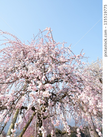 Inabe Plum Grove Park, plum blossoms and blue sky, spring background, copy space (Mie Prefecture) Inabe Plum Grove Park, plum blossoms and blue sky, spring background, copy space (Mie Prefecture) 135519775