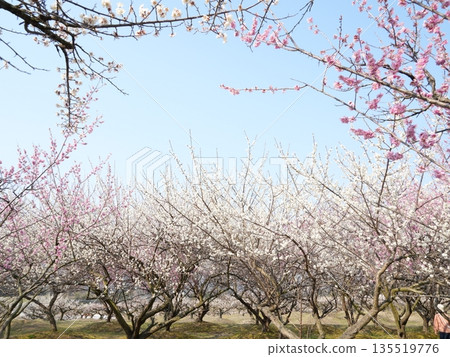 稻部梅林公園,梅花藍天,春日背景,留白(三重縣) 稻部梅林公園,梅花藍天,春日背景,留白(三重縣) 135519776