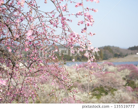 Inabe Plum Grove Park - Plum blossoms with a carpet of plum blossoms and mountains in the background - a spring image 135519777