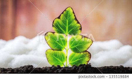 A Green Plant Grows From Dark Soil With a Soft Light in the Background 135519884