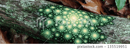 Fractal Patterns Found on a Natural Surface in a Lush Forest Area During Daylight Hours 135519951