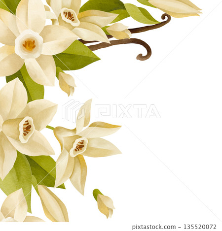 Hand-drawn watercolor blooming vanilla flowers and leaves and buds composition isolated on white background 135520072