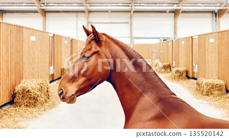 Horse Stands in Stable Corridor by Wooden Stalls With Straw on the Ground During Daytime Horse Stands in Stable Corridor by Wooden Stalls With Straw on the Ground During Daytime 135520142