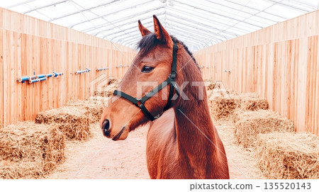 Horse Stands in Stable Corridor With Wooden Walls and Hay Bales During Daytime 135520143