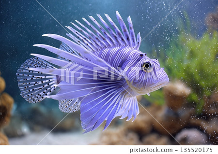 Exploring Deep Sea Life With a Bright Fish Swimming in Clear Water Near Coral Formations 135520175