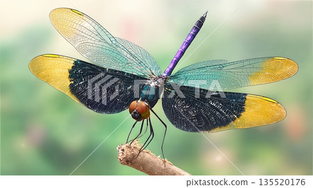 Dragonfly Perched on a Stick Against a Green Background in Macro Photography Dragonfly Perched on a Stick Against a Green Background in Macro Photography 135520176