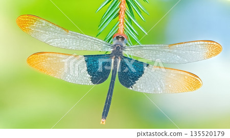 Dragonfly Perched on Green Leaf in Macro Shot Under Bright Light on a Warm Day 135520179