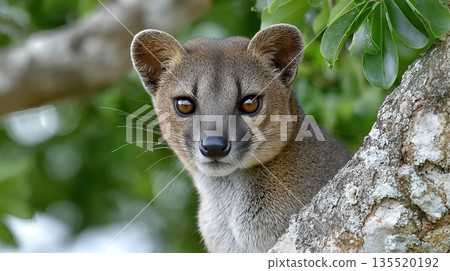 Fossa Hunts Lemurs in a Tree in Madagascar During Daylight Hours Fossa Hunts Lemurs in a Tree in Madagascar During Daylight Hours 135520192