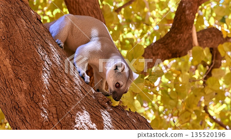 Fossa Climbs a Tree While Watching Lemurs in Madagascar During a Sunny Afternoon in Nature Fossa Climbs a Tree While Watching Lemurs in Madagascar During a Sunny Afternoon in Nature 135520196