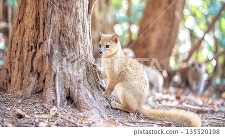 Fossa Climbing a Tree While Lemurs Observe in Madagascar During a Sunny Afternoon 135520198
