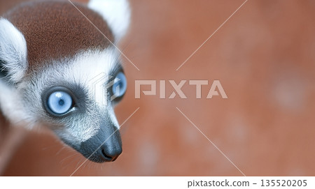 Lemur With Bright Blue Eyes From Madagascar Looks Curiously at the Camera in Natural Habitat Lemur With Bright Blue Eyes From Madagascar Looks Curiously at the Camera in Natural Habitat 135520205