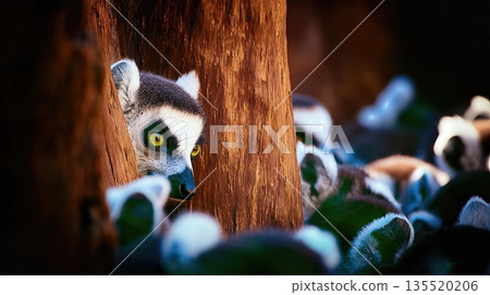 Lemurs Observe Surroundings in Madagascar During Daylight Hours Near Trees 135520206