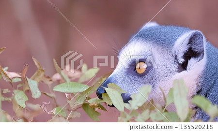Lemur Seeking Food Among Leaves in Madagascar During the Day 135520218