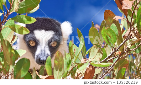 Lemur Hunts in the Trees of Madagascar During a Sunny Day in the Wild 135520219