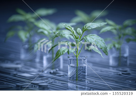 Genetically Engineered Plant Sprouts in a Laboratory Setting Under Controlled Conditions 135520319