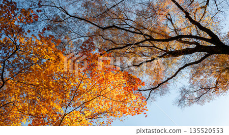 Abstract scene of colorful maple leaf branch and falling leaf branch during season change. Abstract scene of colorful maple leaf branch and falling leaf branch during season change. 135520553