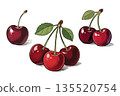 Fresh red cherries with stems and green leaves in hand-drawn style on white background, representing organic fruit and summer harvest concept 135520754