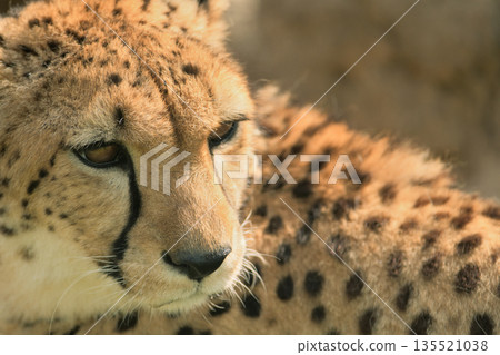 The afternoon sun shines on the cheetah as it turns around The afternoon sun shines on the cheetah as it turns around 135521038