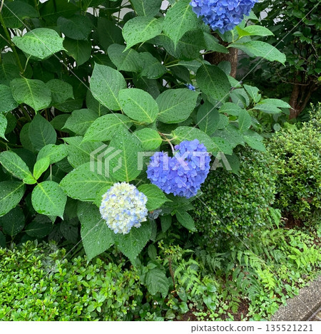 Heart-shaped hydrangea and green leaves wet with rain 135521221