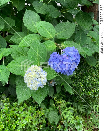 Heart-shaped hydrangea and green leaves wet with rain Heart-shaped hydrangea and green leaves wet with rain 135521223