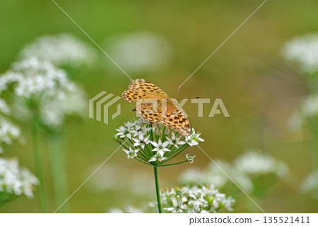 Joetsu Line Echigo-Yuzawa-Ishiuchi Black-and-white Swallowtail Butterfly 135521411