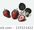 Illustration of ripe strawberries with leaves and halved fruit in vintage engraved style on a white background, concept of organic farming 135521422