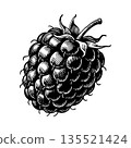 Single raspberry fruit drawn in traditional ink engraving style, black and white on white background, concept of organic food and vintage design 135521424