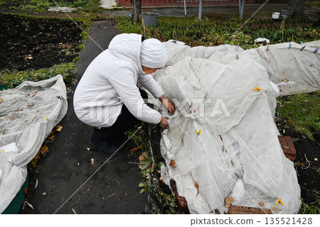 Gardener covers plants with cloth in a garden during autumn to protect them from cold Gardener covers plants with cloth in a garden during autumn to protect them from cold 135521428
