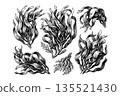 Hand-drawn seaweed illustrations in black ink style on white background, concept of marine flora sketches and botanical oceanic elements 135521430