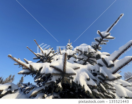 Spruce covered with snow. Snowy spruce branches close-up against a blue winter sky. Winter landscape. 135521443
