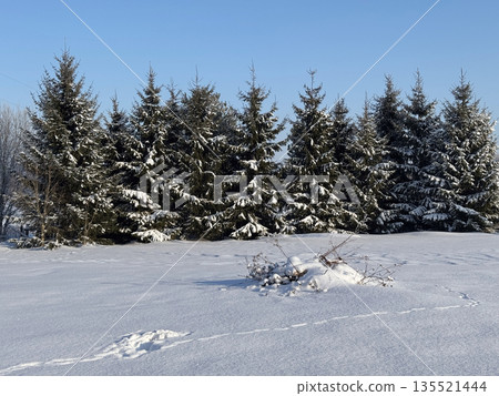 A group of spruce trees covered with snow. Animal tracks on the snow crust. Winter landscape. 135521444