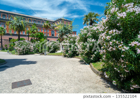 Blooming oleander bushes lining park pathways in Naples, Italy, filling the scene with rich pink and white flowers and creating a vibrant Mediterranean summer atmosphere. Blooming oleander bushes lining park pathways in Naples, Italy, filling the scene with rich pink and white flowers and creating a vibrant Mediterranean summer atmosphere. 135522104