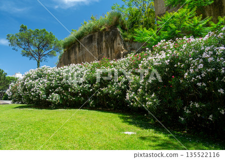 Blooming oleander bushes lining park pathways in Naples, Italy, filling the scene with rich pink and white flowers and creating a vibrant Mediterranean summer atmosphere. 135522116