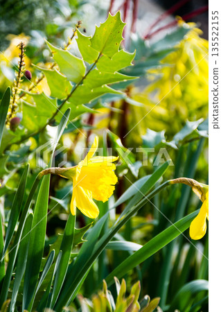 Yellow daffodils in full bloom, signaling the arrival of spring under bright sunlight, in Richmond, a suburb of London 135522155