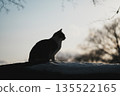 Silhouette of a cat against the winter sunset sky 135522165
