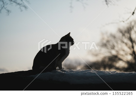 Silhouette of a cat against the winter sunset sky 135522165