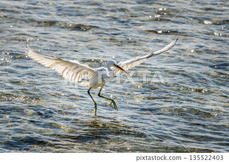 White egret spreading wings in shallow sea water in Egypt, coastal bird preparing to take off while hunting fish over sparkling surface White egret spreading wings in shallow sea water in Egypt, coastal bird preparing to take off while hunting fish over sparkling surface 135522403
