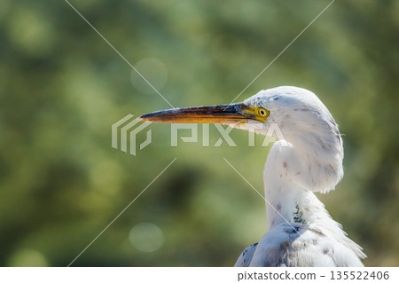 Close up portrait of white egret head and long beak against soft green background 135522406
