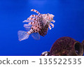 Pterois volitans or red lionfish 135522535